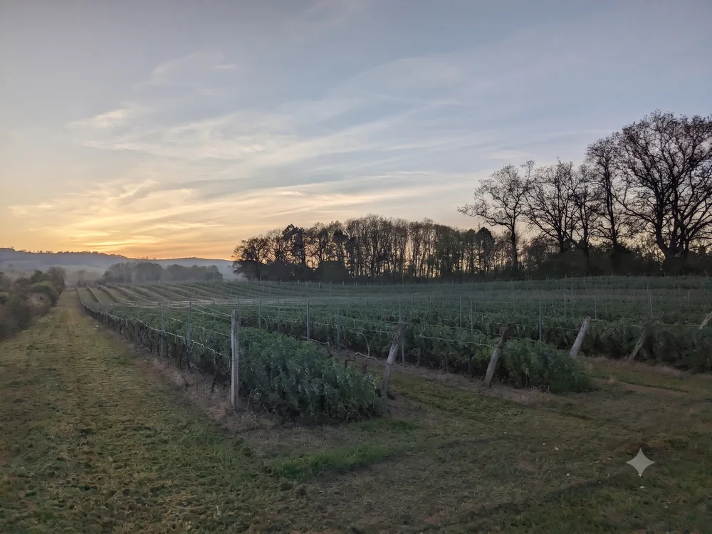 Rangs de vigne au lever du jour, Côtes de Gascogne